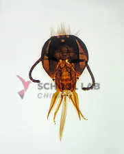 Prepared Microscope Slide - Mosquito (Anopheles) Female Adult W.M.